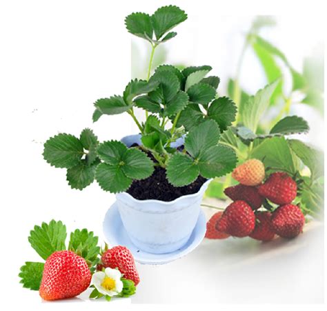 盆栽草莓用什么肥料好
