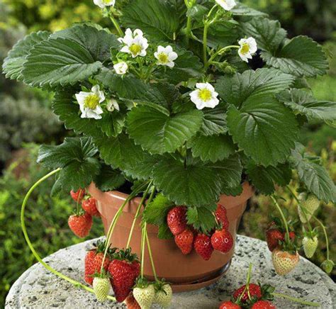 盆栽草莓用多大的花盆合适