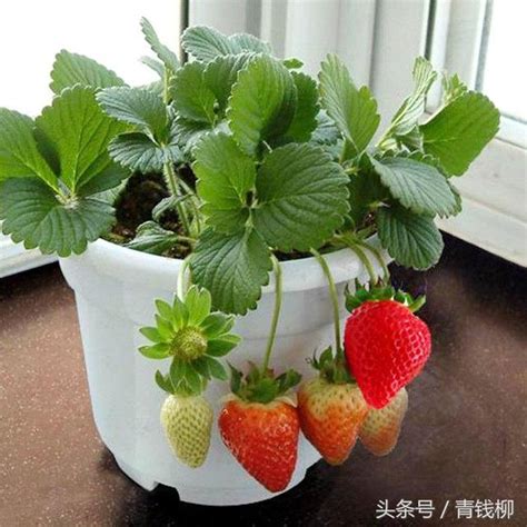 盆栽草莓种植小技巧