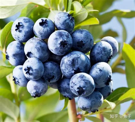 盆栽蓝莓的种植技巧