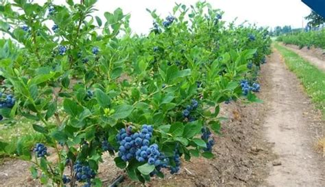 盆栽蓝莓种植法