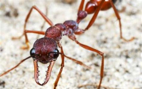 真正的巨型蚂蚁