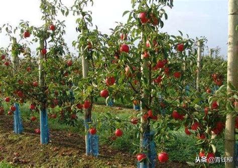 矮化苹果树的栽培技术