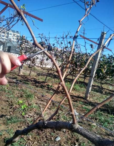 矮化葡萄树第一年修剪