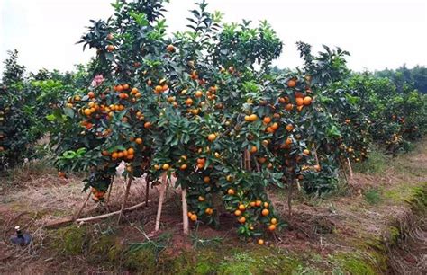 砂糖橘种植和管理方法