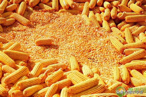 禹州市新玉米多少钱一斤