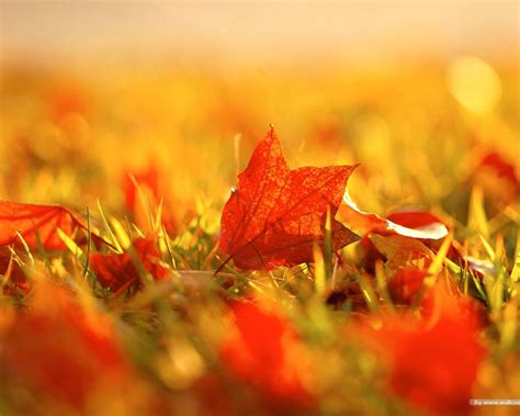 秋天图片唯美高清图片