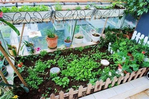 秋天阳台可以种植什么蔬菜