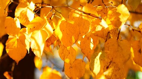 秋天黄叶图片
