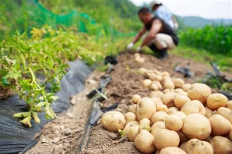 秋季土豆种如何催芽