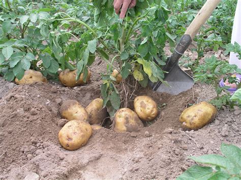 秋季马铃薯的种植技术