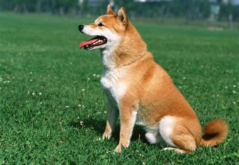 秋田犬品种排行榜