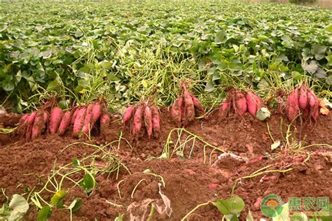 种一亩红薯一年收入多少钱