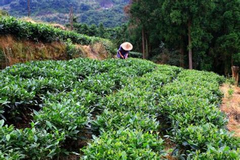 种植一亩白茶需要多少成本