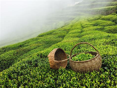 种植茶叶基地怎么开发