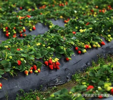 种植草莓各时期的肥料