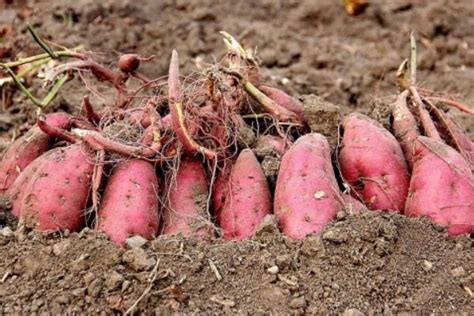 种红薯一年赚多少钱