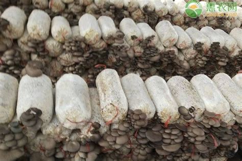 种蘑菇用什么材料种