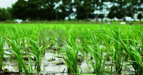 稻谷育苗种植方法