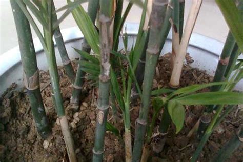 竹子用什么办法养殖