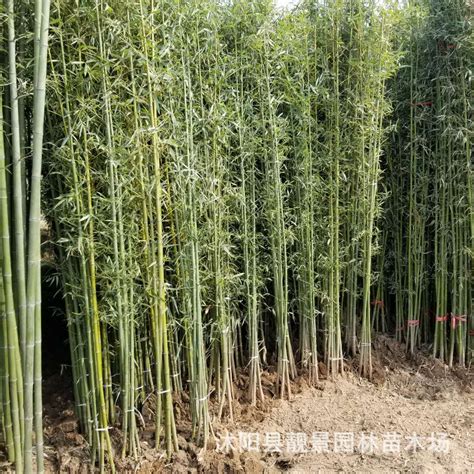 竹子种植规格尺寸是多少