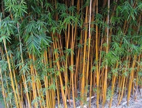 竹的好名字