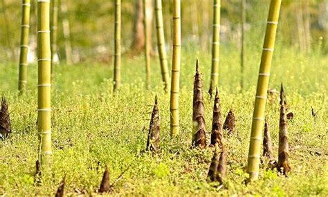 竹笋的种植方法