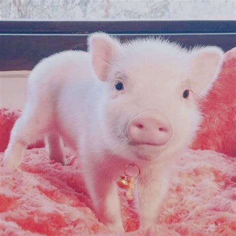 粉色的猪怎么取名