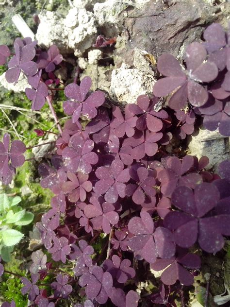 紫色三叶草怎么种植
