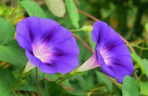 紫色牵牛花的花语和寓意