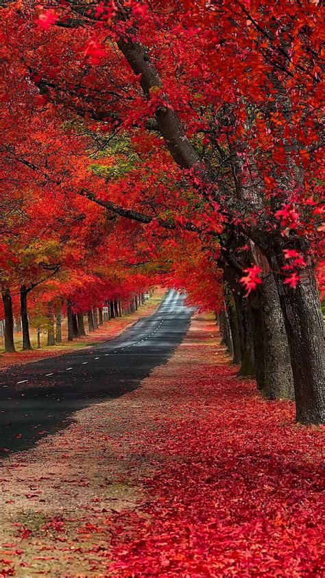 红叶深秋微信图片