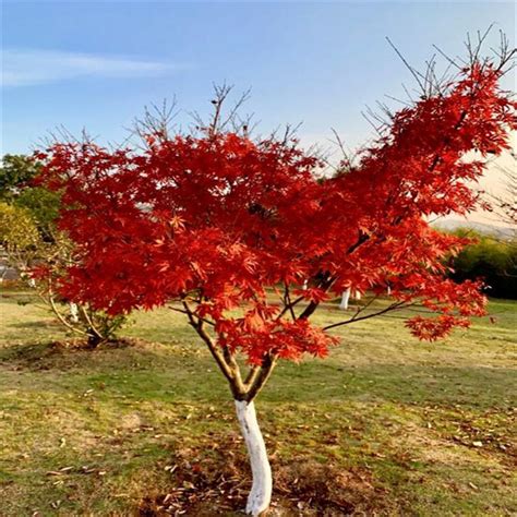红枫树栽培方法