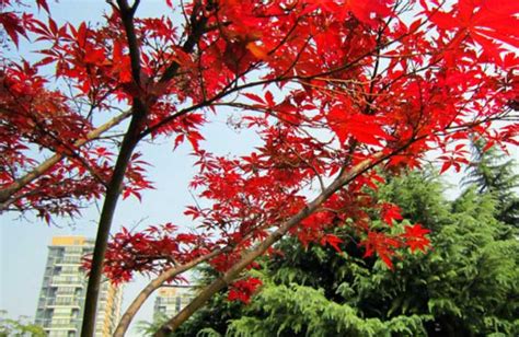 红枫树种植方法视频