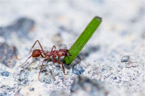 红色的巨型蚂蚁