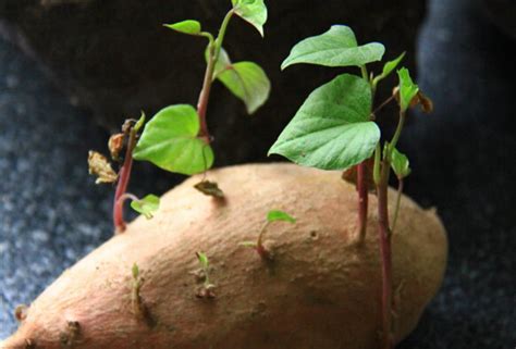 红薯发芽过程图片