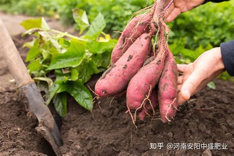 红薯是如何种植的