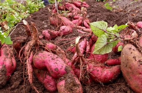 红薯的种植技巧与方法