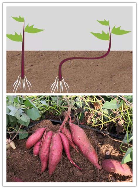 红薯种植技巧和方法 图解