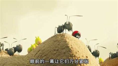 红蚂蚁大战黑蚂蚁