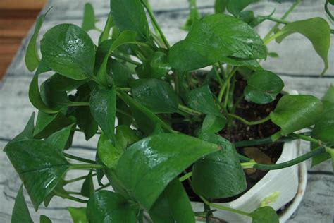 绿萝种植方法教程
