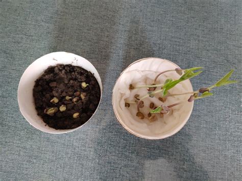 绿豆种子发芽实验