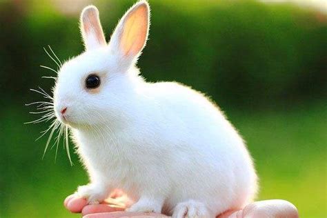网红兔子叫什么名字