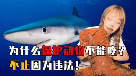 网红吃大白鲨被捕