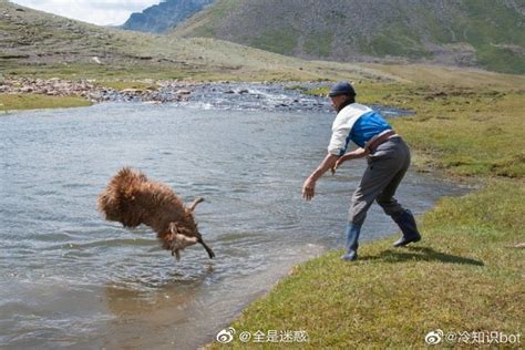羊丢在河里视频