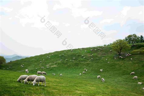 羊在山坡上吃草仿句怎么写