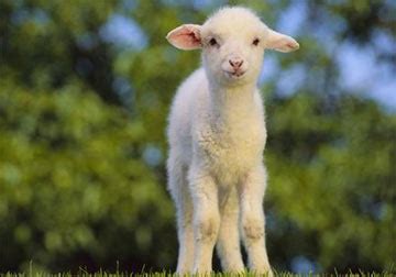 羊宝宝起名的常用方法