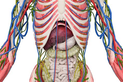 美国人体器官解剖