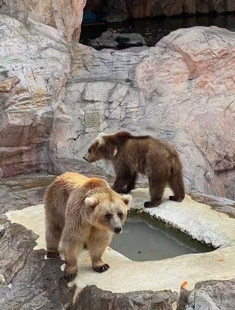 美国动物园的黑熊出现刻板行为