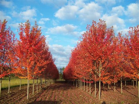 美国红枫树种植方法