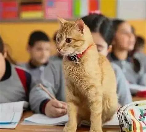 老师拿猫上课被开除